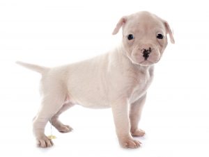 Best Carpet Cleaner Vacuum For Pet Urine