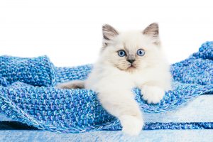 Best Handheld Vacuum For Cat Litter
