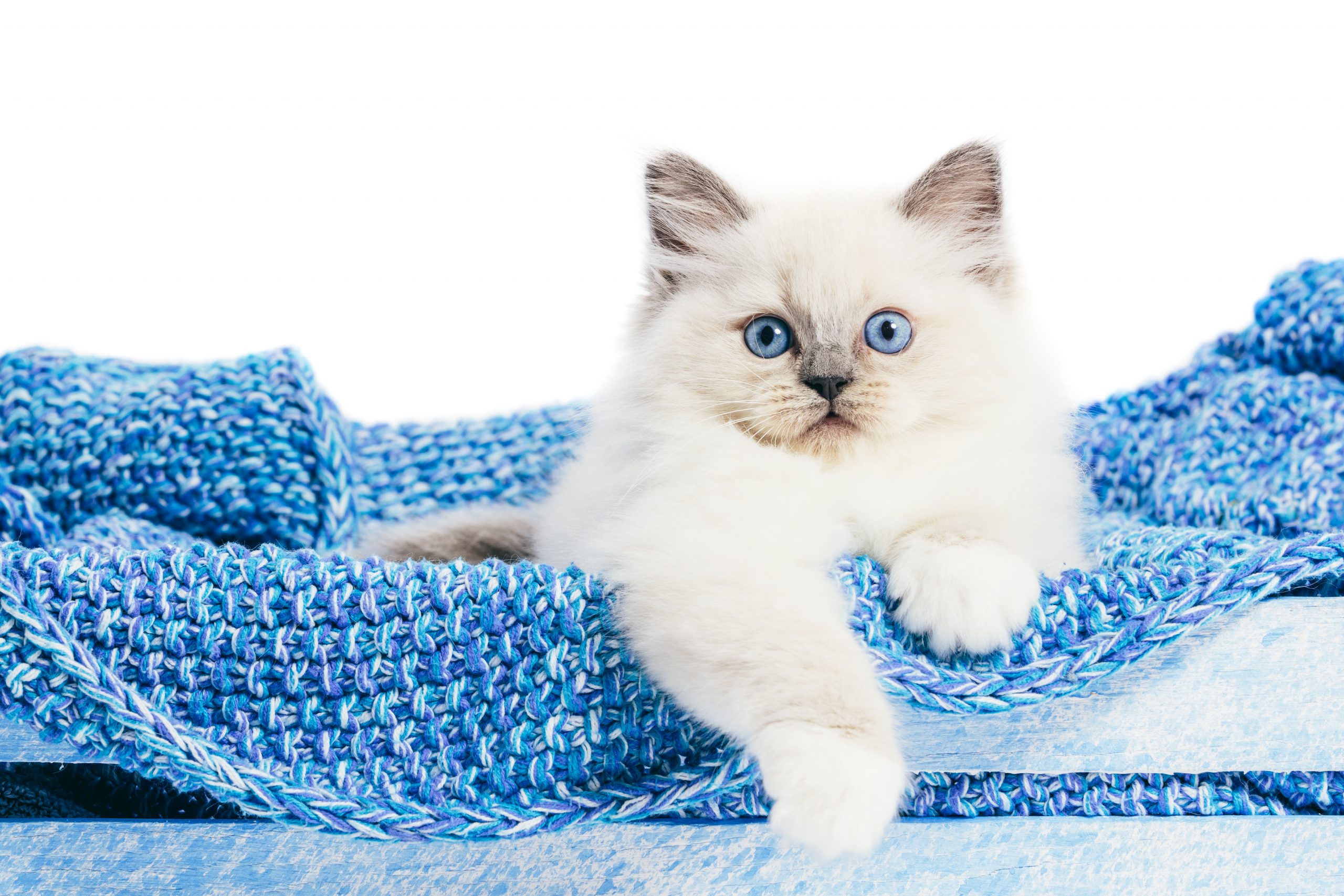 Best Handheld Vacuum For Cat Litter