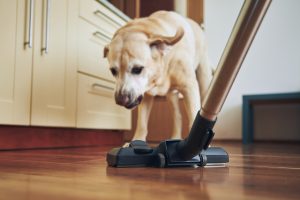 Best Inexpensive Vacuums For Pet Hair