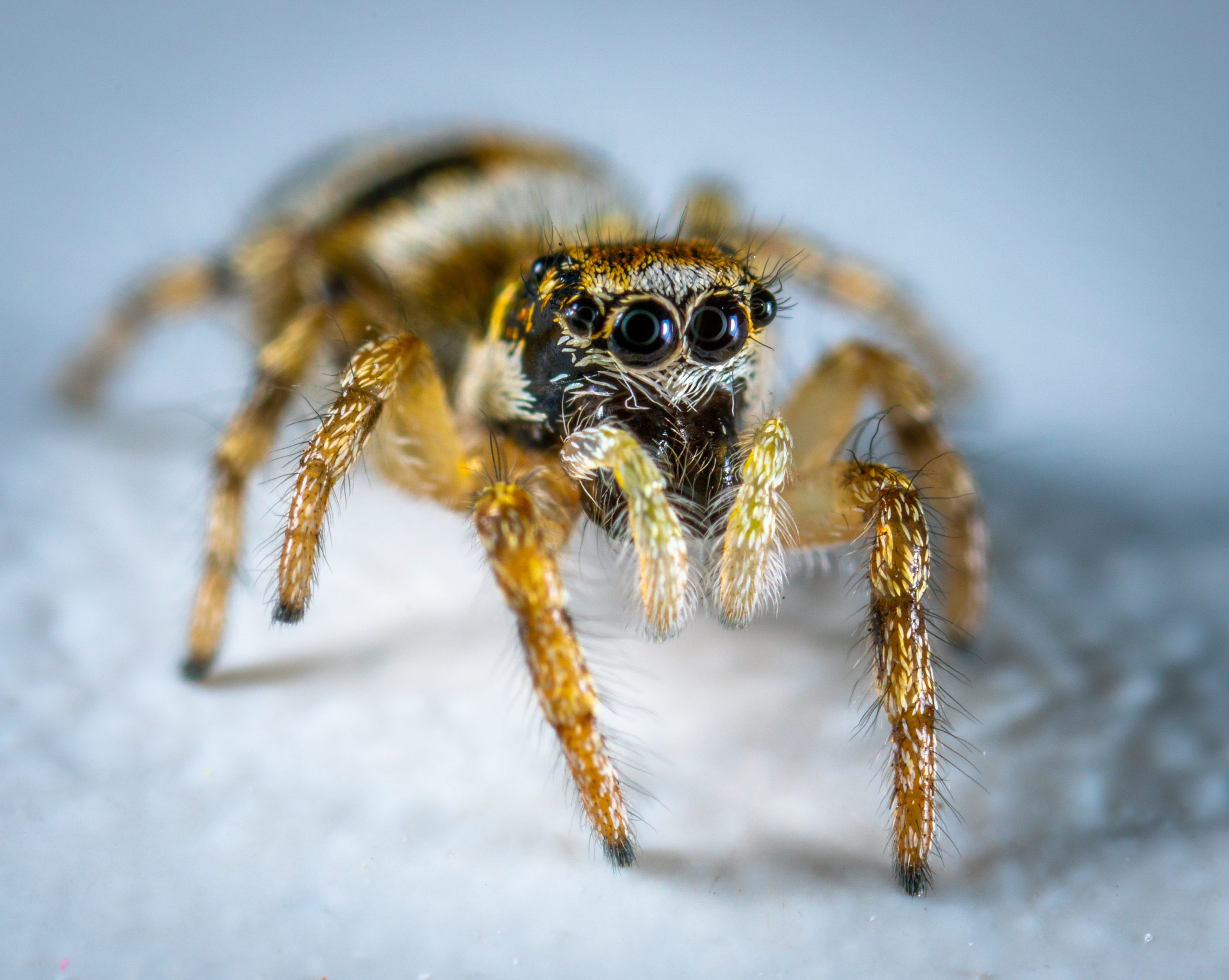 Can I vacuum spiders