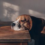 Dogs Are Scared of Vacuums