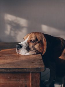 Dogs Are Scared of Vacuums