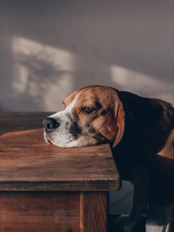 Dogs Are Scared of Vacuums